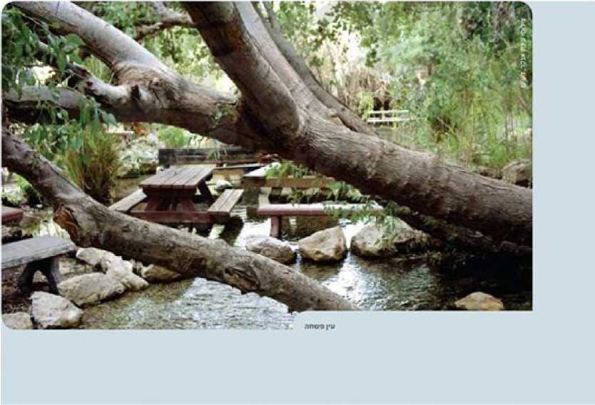 (בספר תמונה של גזע עץ בעין פשחה)